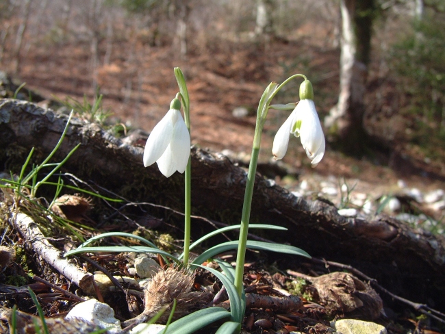 Galanthus nivalis e Leucojum vernum